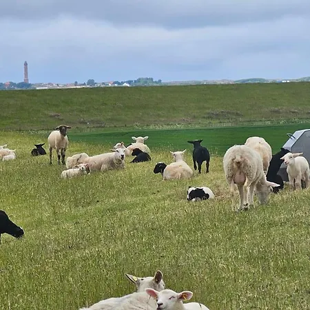 Heimathafen Zentral In Eingezaeunt, Hund Willkommen *
